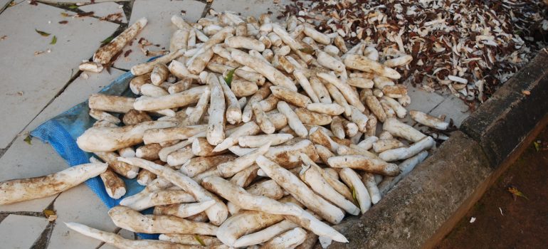 EsseGiElle – “Una farm solidale a Umudim Imezi Owa”