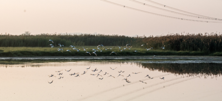 Tutelare la salute umana conservando la biodiversità