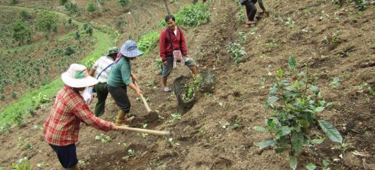 New Humanity International – Agroforestazione nello Stato Shan
