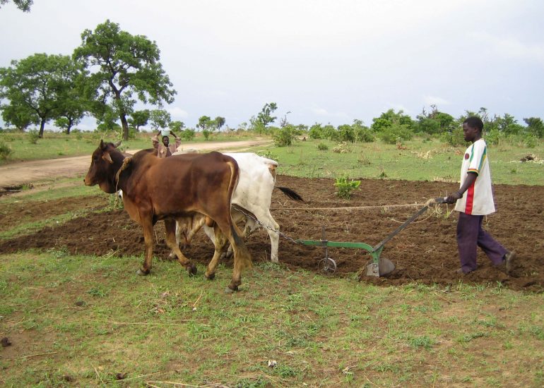 ACCRI – Sicurezza alimentare nella regione di Mayo-Kebbi