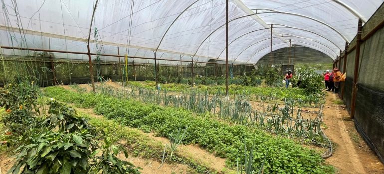 CELIM Bergamo- “Vivir bien en amazonia”: programma di sovranità alimentare e sviluppo umano nella provincia di Zamora-Chinchipe