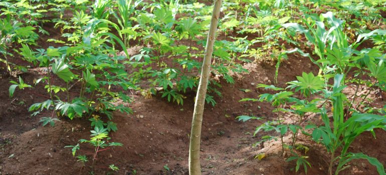 EsseGiElle – Una farm solidale a Umudim Imezi Owa