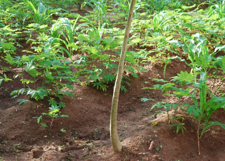 EsseGiElle – Una farm solidale a Umudim Imezi Owa