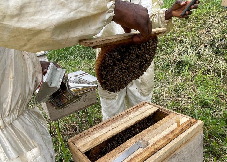 AVAZ – Miele al Villaggio